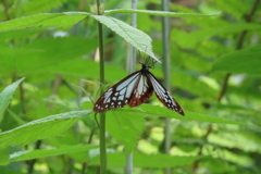 アサギマダラとまる