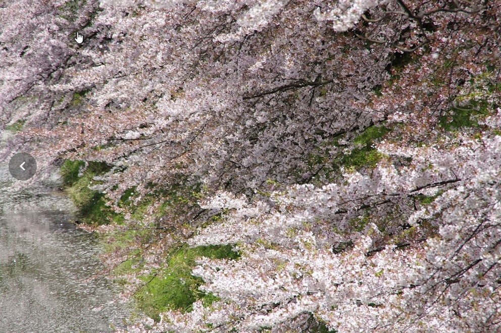 桜吹雪