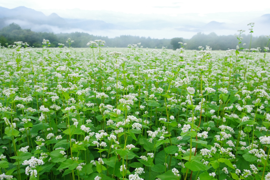 早朝の蕎麦6