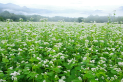 早朝の蕎麦6