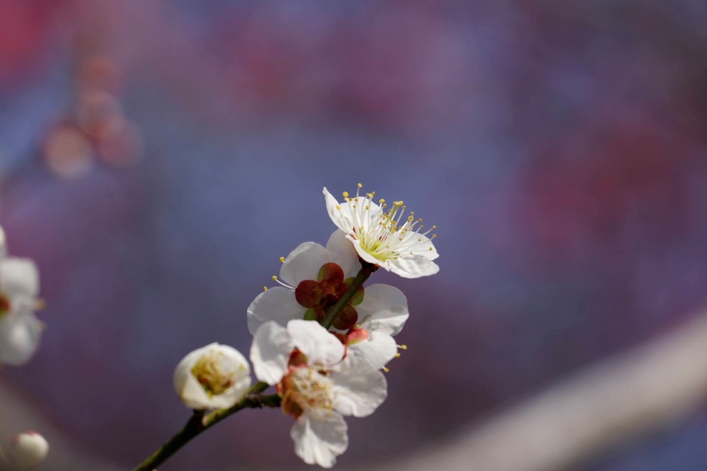 梅開花4