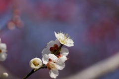 梅開花4