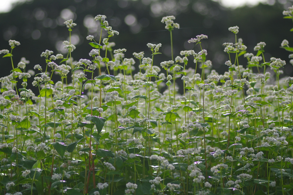早朝の蕎麦1