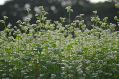 早朝の蕎麦1