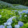 赤坂公衆園1