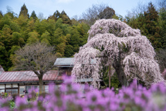 横田陣屋の御殿櫻3