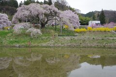 古い桜