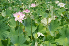 ハス6
