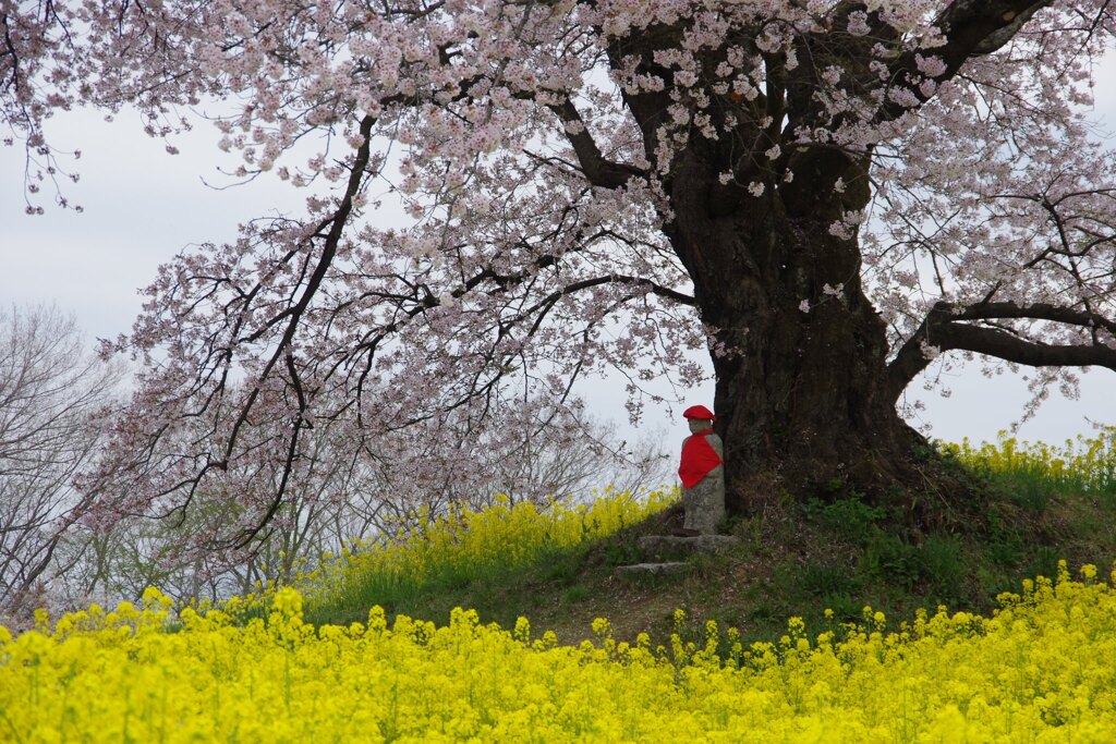 地蔵桜
