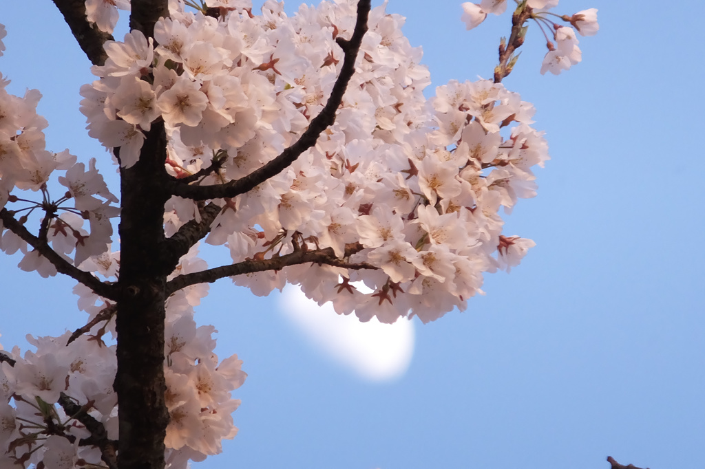 桜と月