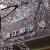 郵便局の桜