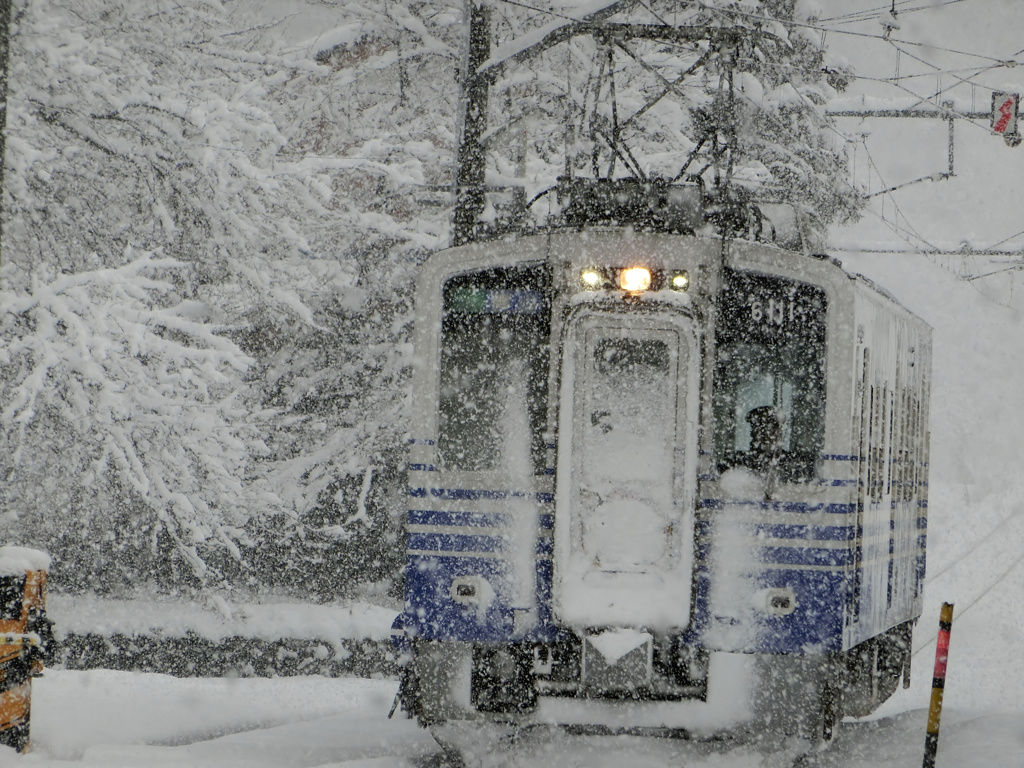 雪中