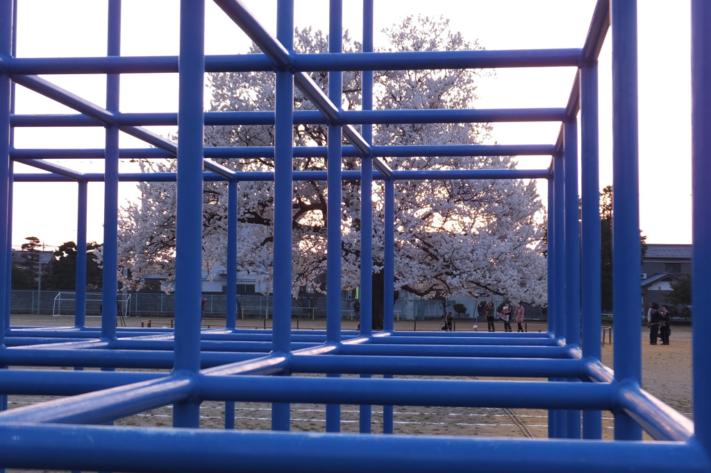ジャングルの奥の桜