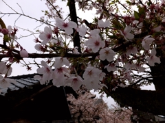 誠照寺の桜