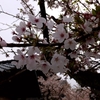誠照寺の桜