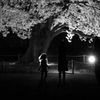 夜桜