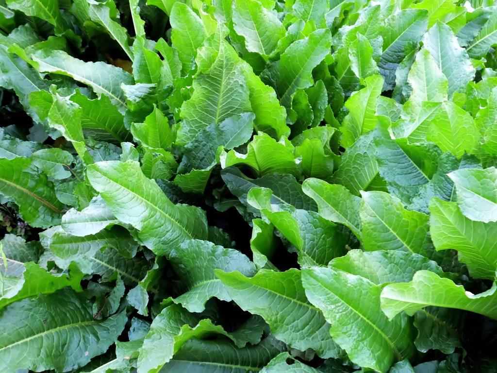 草