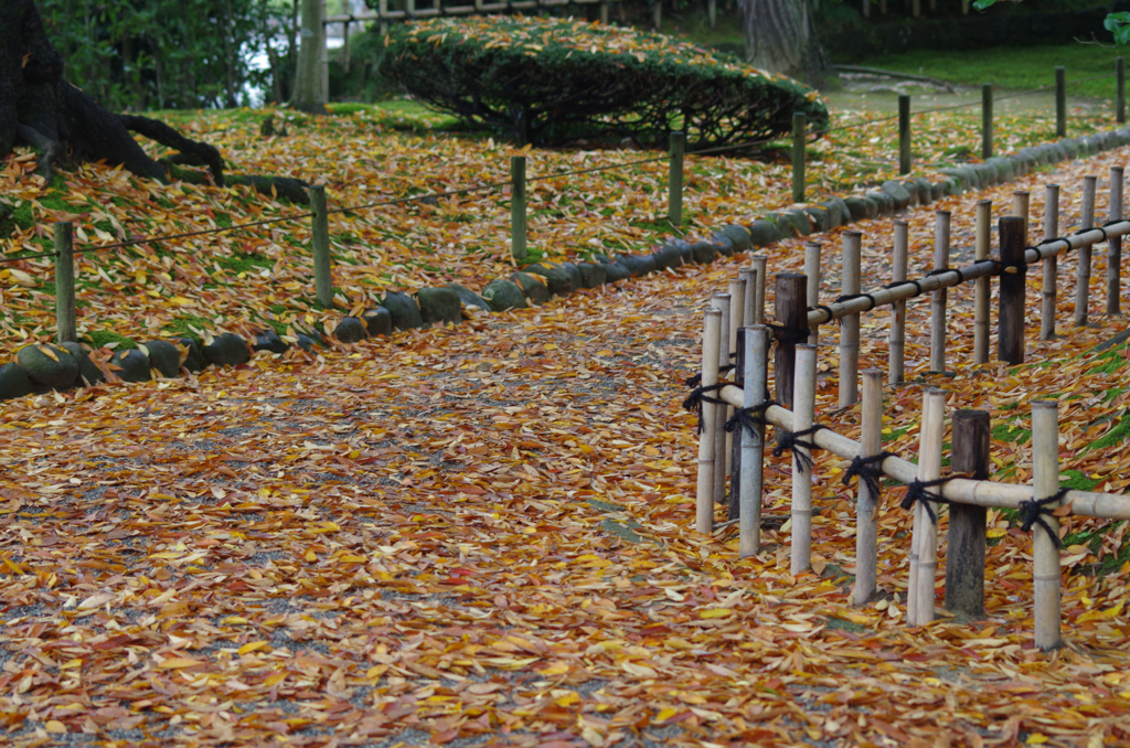 兼六園　落ち葉