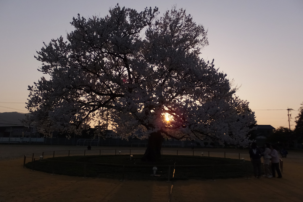夕日と桜