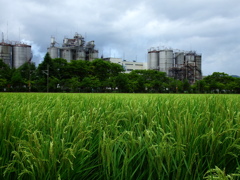 田圃と工場