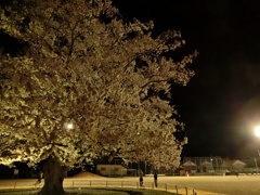 夜桜と校庭と野球の練習