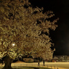 夜桜と校庭と野球の練習