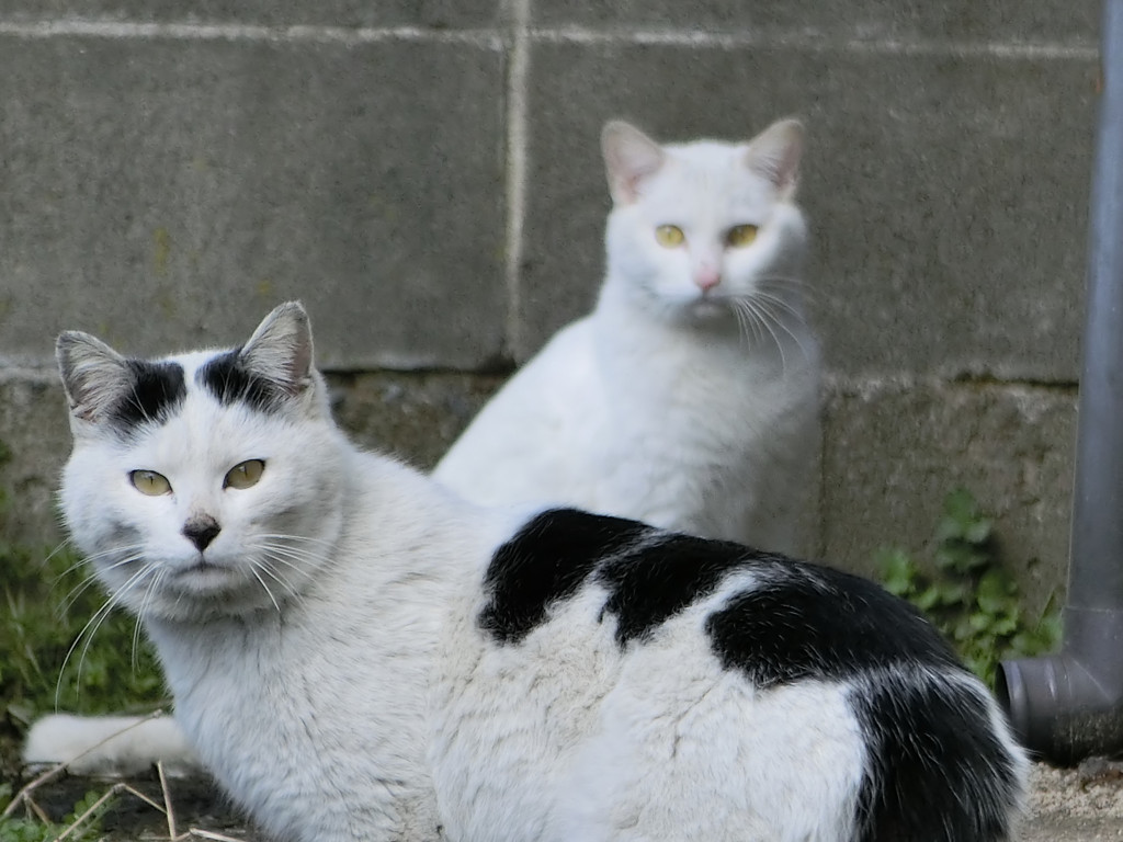 何　見てんねん