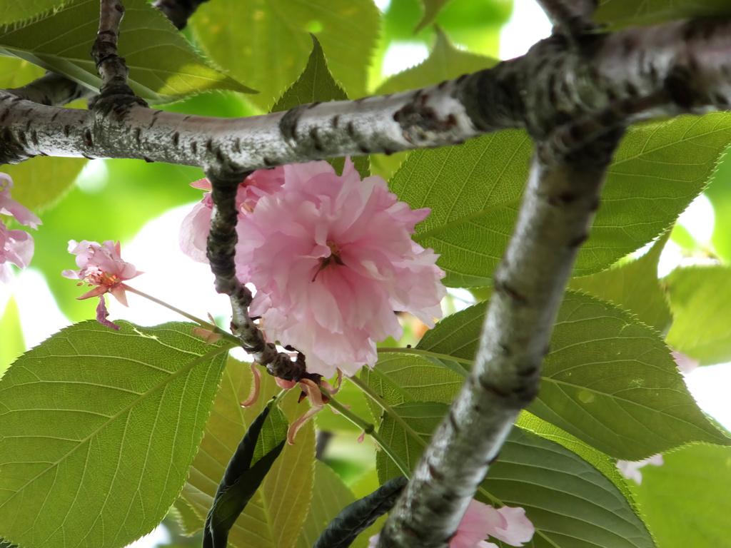 遅咲き桜