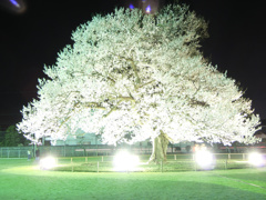 明るい夜桜