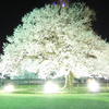 明るい夜桜