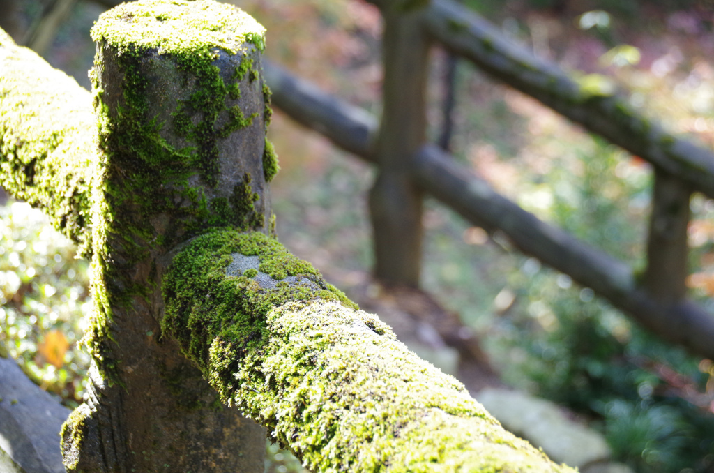 鯖江　西山公園　コケ