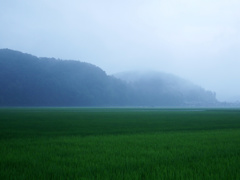 小雨そぼ降る田圃