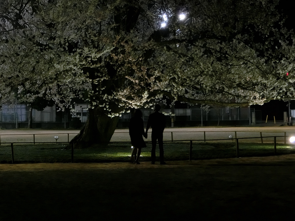 桜の木の下で
