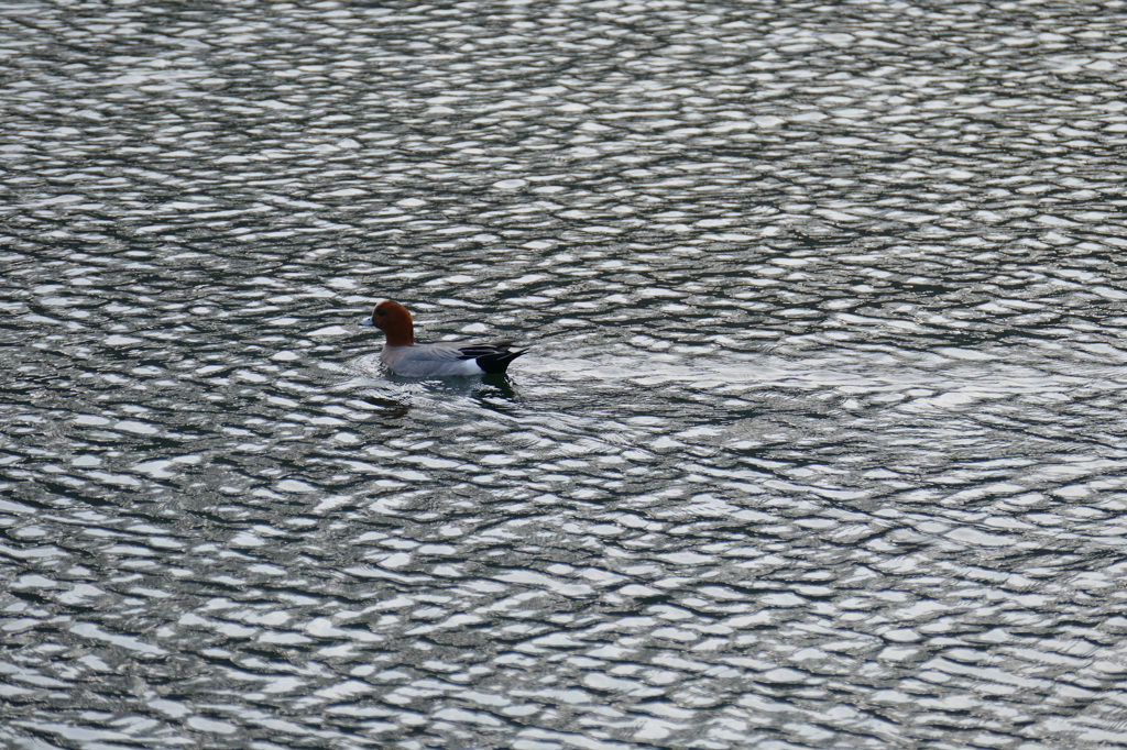 大阪城の鳥さん