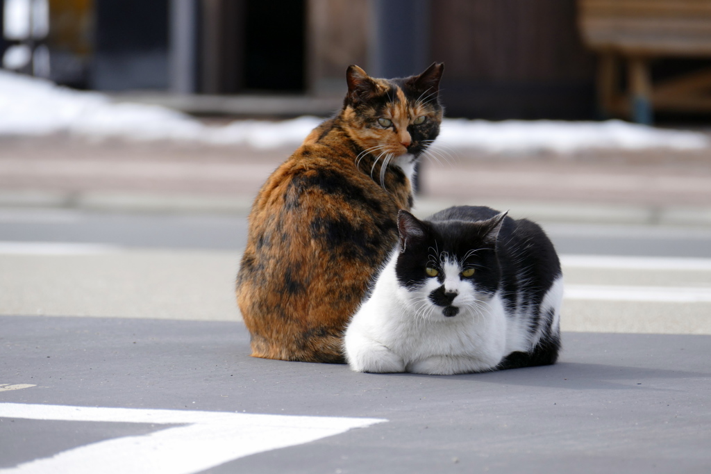 ねこ