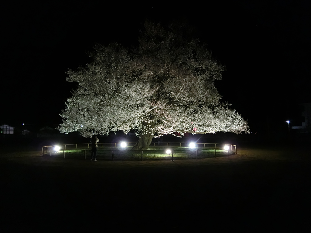 ひっそりと夜桜