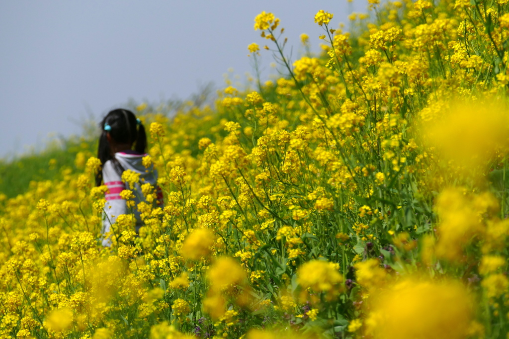 さばえ菜ばな祭り