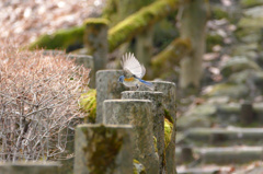鳥さん