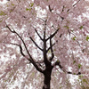 枝垂桜