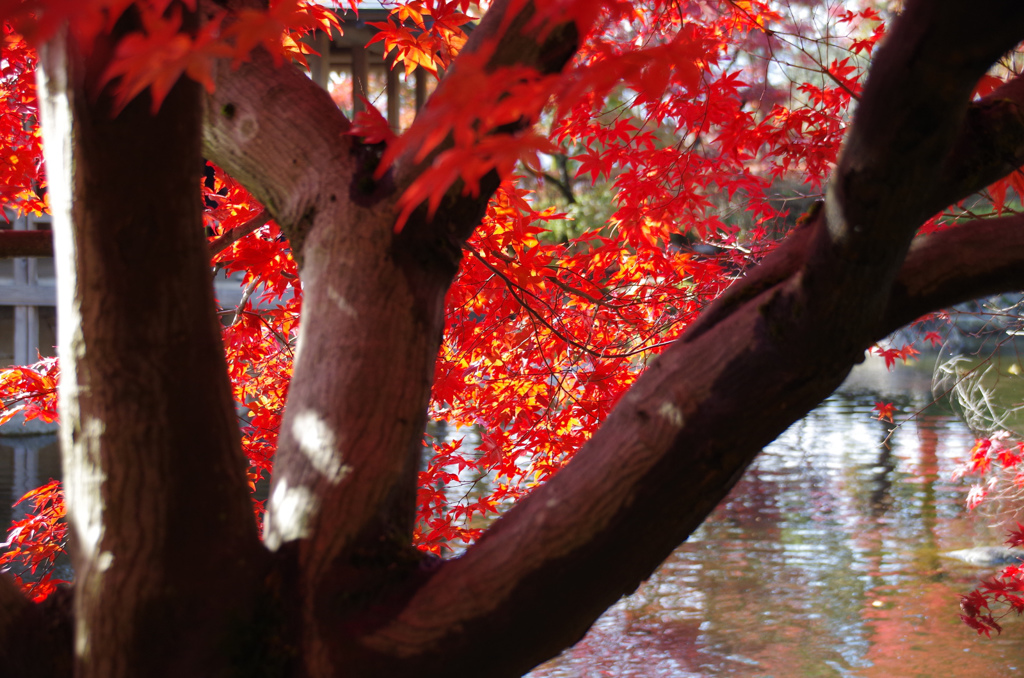 西山公園　庭園紅葉