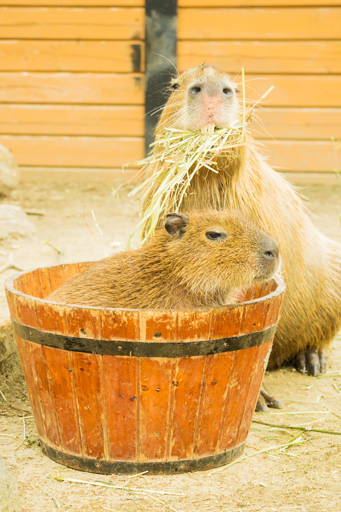 ぼくは食べないでネ