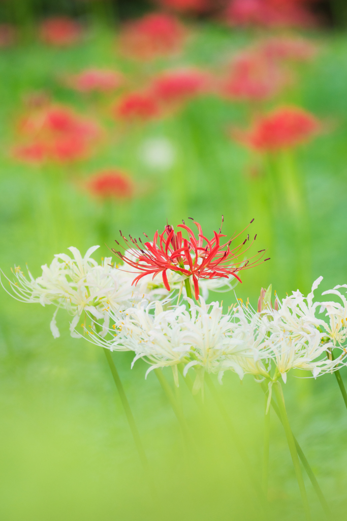 華をそえて