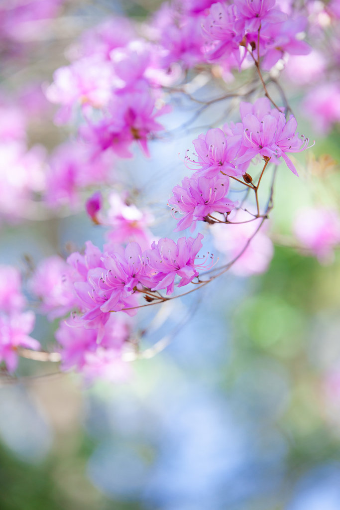 春華