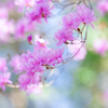 春華