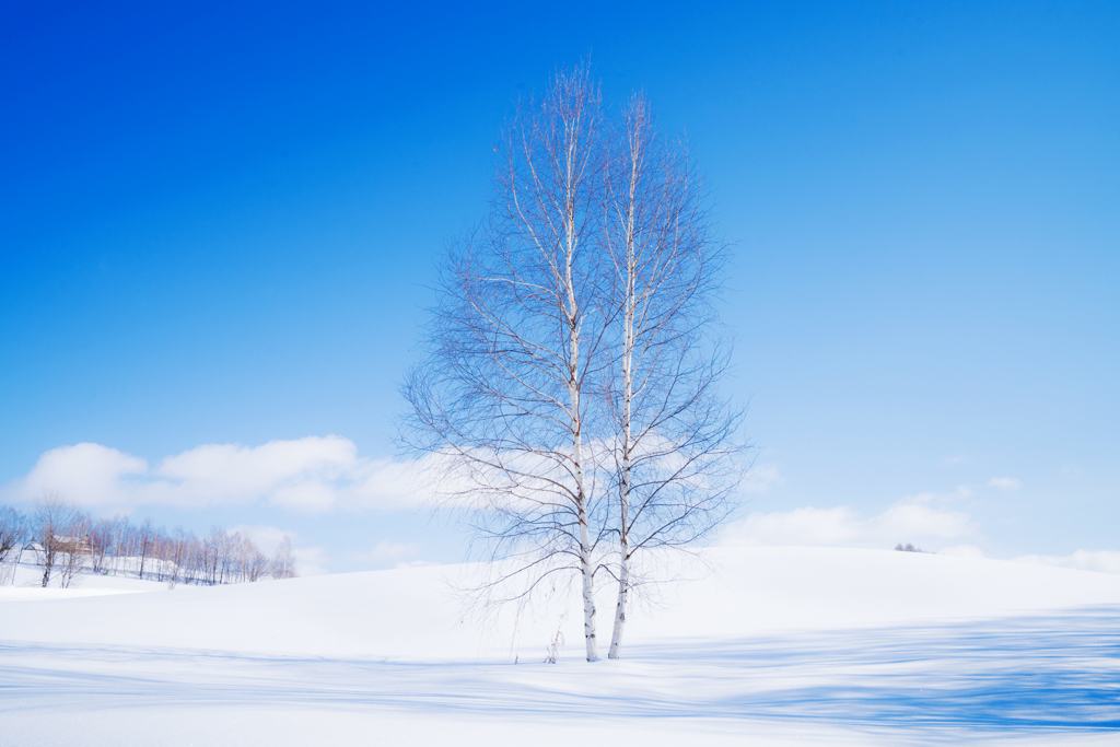 暖かな雪原