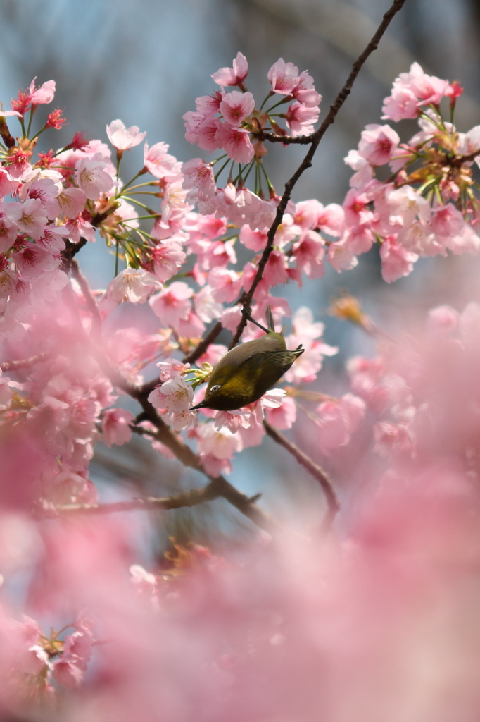 メジロ、寒桜