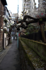 白梅 その一