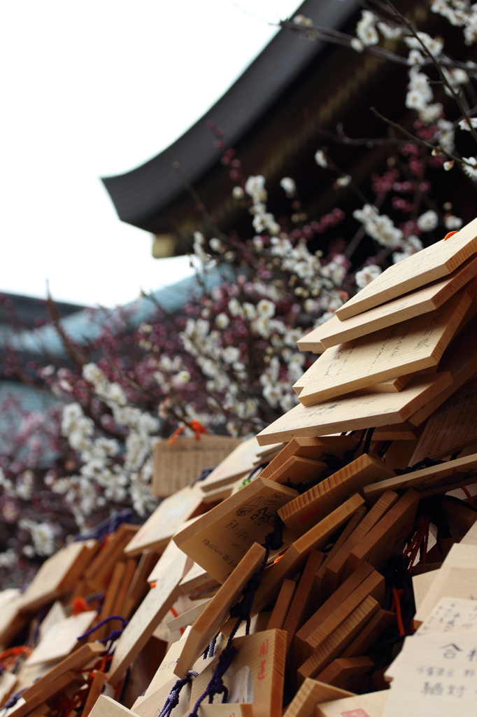 梅は咲いた。君の桜も咲くだろう。