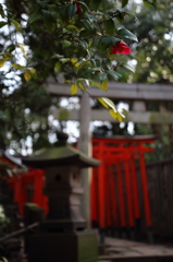 神社の赤