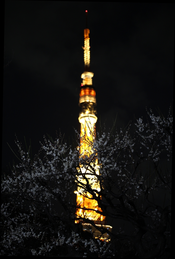 夜の女王